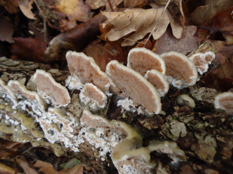 Gloeoporus dichrous